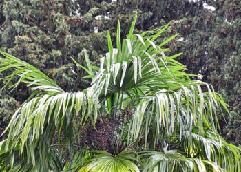 Синоптик Шувалов: в ближайшие 5-7 дней сильных дождей в Сочи не ожидается