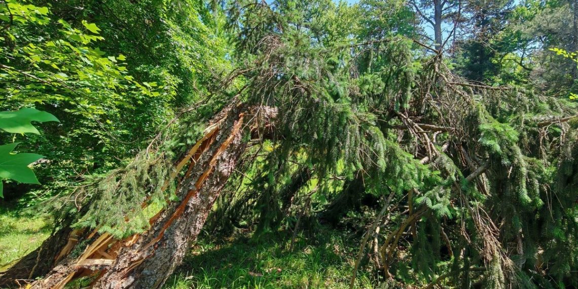 В Сочинском «Дендрарии» без видимых причин рухнула вековая ель