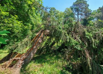 В Сочинском «Дендрарии» без видимых причин рухнула вековая ель