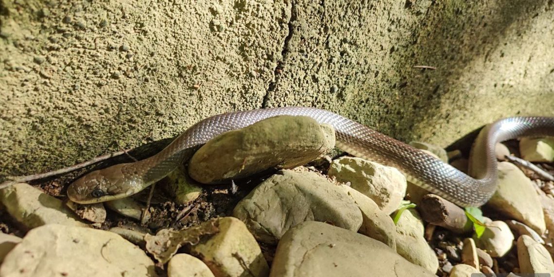 В Сочи гид встретился со змеей, которая стала символом медицины