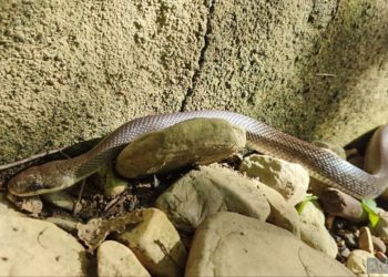 В Сочи гид встретился со змеей, которая стала символом медицины