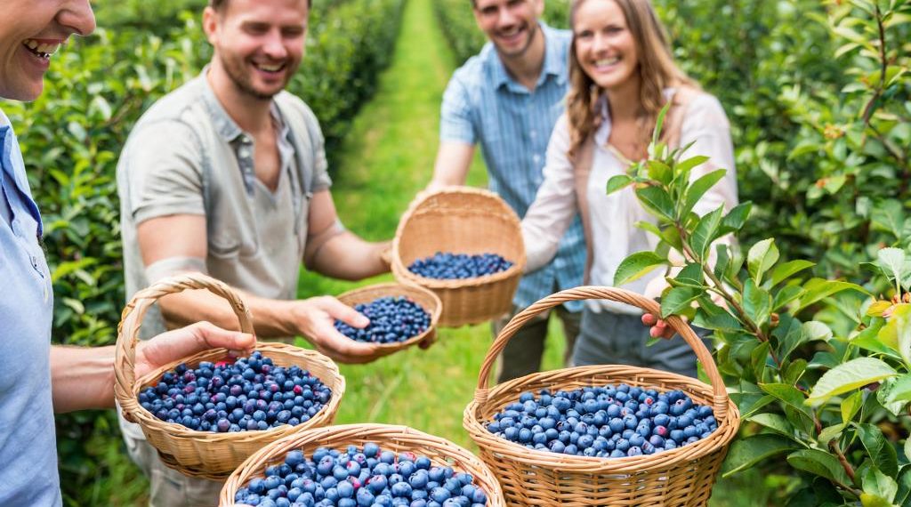 В Сочи в этом году планируют собрать около двух тонн голубики