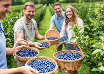 В Сочи в этом году планируют собрать около двух тонн голубики
