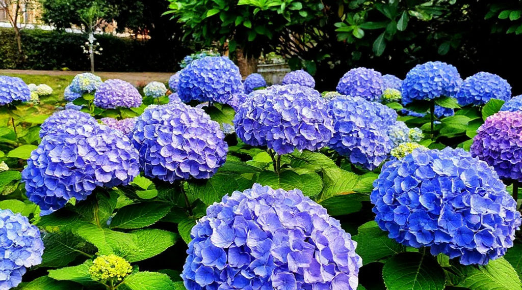 Гортензии расцвели на улицах Сочи: жители и гости курорта делятся яркими кадрами