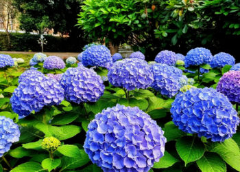 Гортензии расцвели на улицах Сочи: жители и гости курорта делятся яркими кадрами