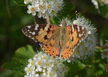 Краснодар закипит: жара до +32 сменит ливни и затопленные улицы