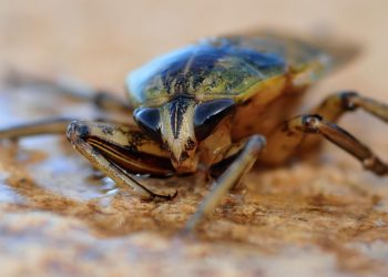 Дети жалуются на тараканов и плесень в лагере Туапсинского района