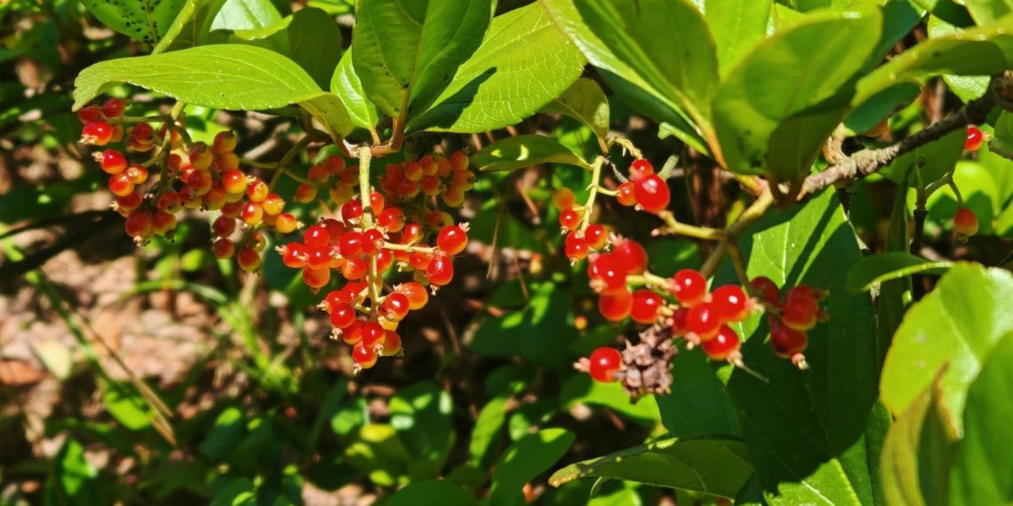 В сочинском «Дендрарии» созревают плоды калины повислой