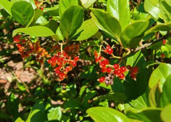 В сочинском «Дендрарии» созревают плоды калины повислой