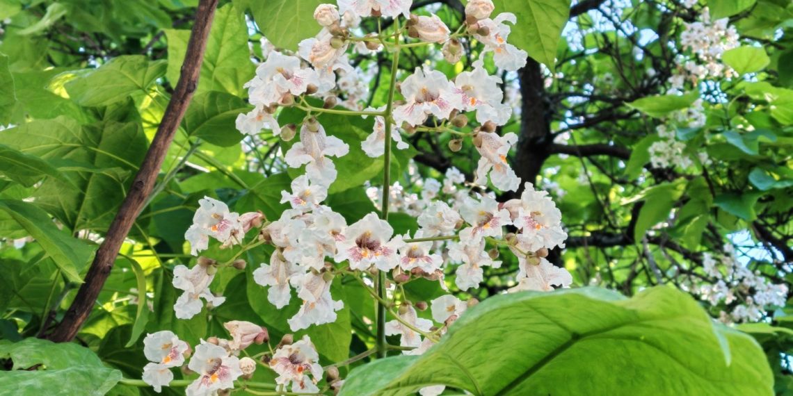 В Сочи зацвели экзотические катальпы: где их можно увидеть