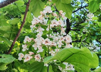 В Сочи зацвели экзотические катальпы: где их можно увидеть