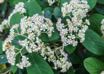 В Сочи белой пеной цветет кизильник молочно-белый