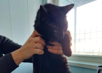 Приплывший в Новороссийск из Турции кот Бурак стал полноправным россиянином