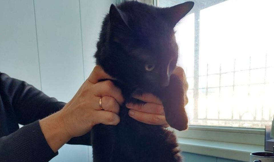 Приплывший в Новороссийск из Турции кот Бурак стал полноправным россиянином