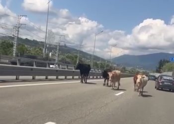 По трассе в Сочи разгуливают коровы