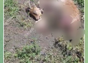 На Кубани обнаружены растерзанные животные: местные предполагают чупакабру