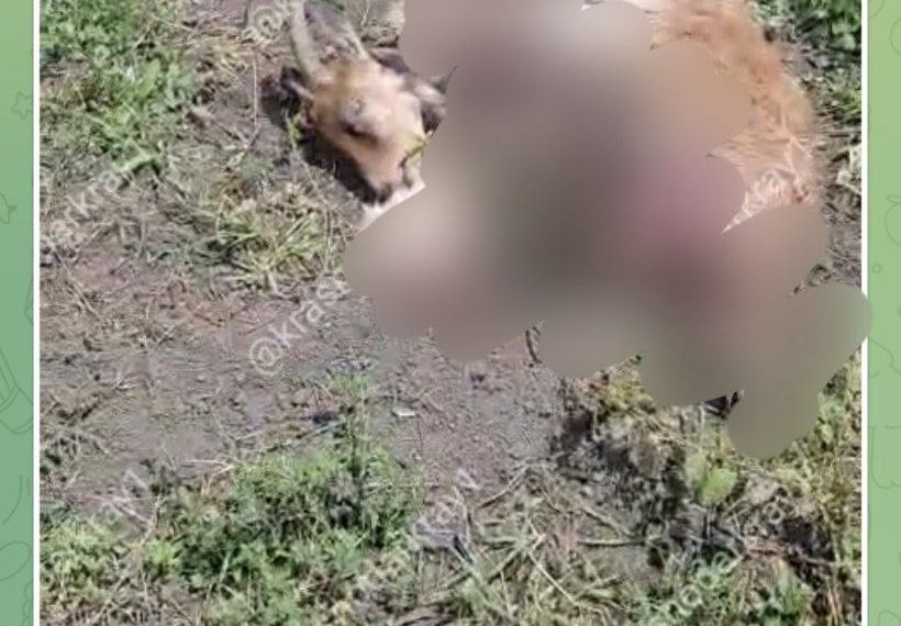 На Кубани обнаружены растерзанные животные: местные предполагают чупакабру