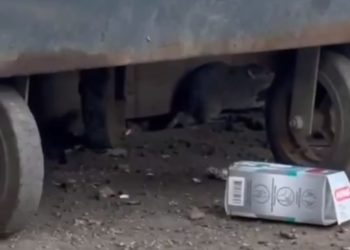 Краснодарцы жалуются на полчища крыс