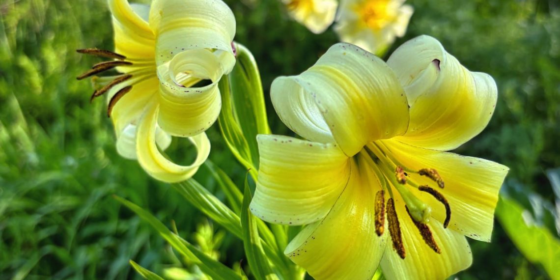 Хрупкая красота Кавказа: лилии Кессельринга цветут на хребте Аибга в Сочи