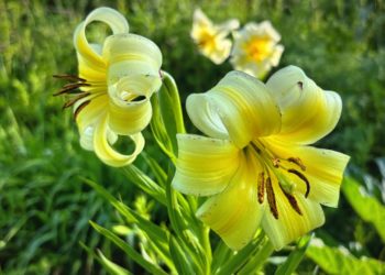 Хрупкая красота Кавказа: лилии Кессельринга цветут на хребте Аибга в Сочи