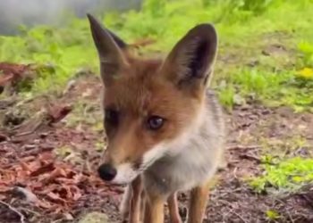 В Сочи лиса вышла к людям и попала на видео