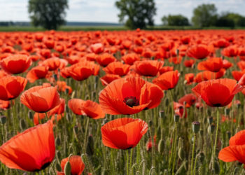 В Краснодаре яркое маковое поле стало местом романтических встреч