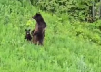 В Сочи туристы напугали медведицу с медвежатами