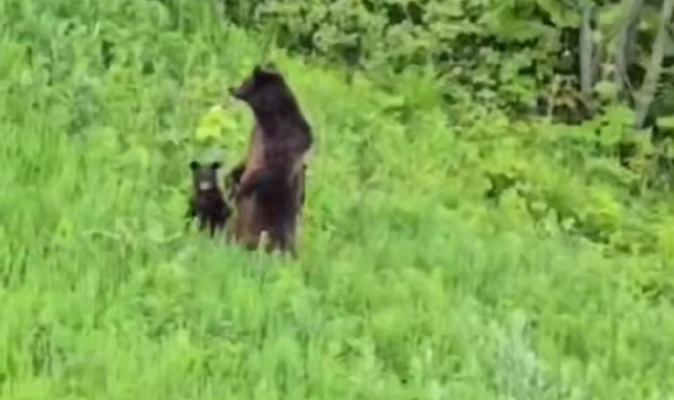 В Сочи туристы напугали медведицу с медвежатами