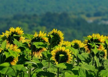 Лето в Сочи началось с туч и ветра: солнце так и не появилось