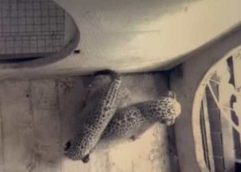 Леопардята-близнецы в сочинском питомнике попытались покинуть логово