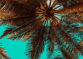 Ученый назвал Сочи городом умирающих деревьев и дал прогноз на 2026