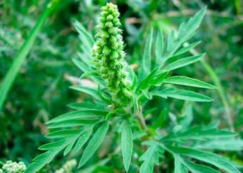 В Сочи объявили войну амброзии на 500 тысяч рублей