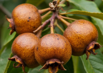 «Прекрасно утоляют жажду и освежают»: в Сочи плодоносит мушмула