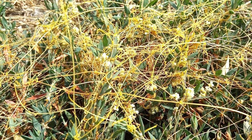 В Тбилисском районе Кубани введен карантин из-за опасного растения-паразита