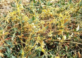 В Тбилисском районе Кубани введен карантин из-за опасного растения-паразита