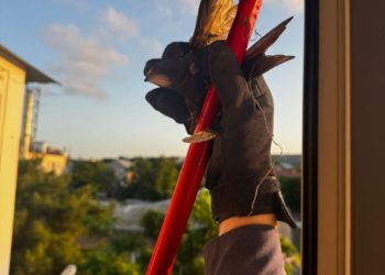 В Новороссийске спасатели освободили птицу, запутавшуюся в нитках