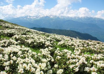 В горах Сочи зацвели уникальные рододендроны