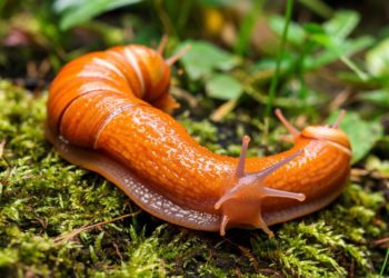 Испанские слизни-гиганты атакуют Кубань: экологи бьют тревогу