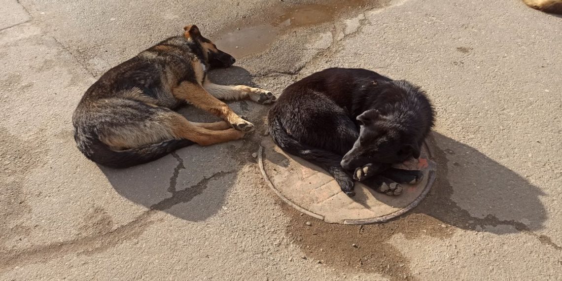 На Кубани с 22 июня ввели запрет на посещение общественных мест с собаками