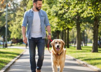 На Кубани ужесточили правила перевозки и выгула собак: что нужно знать