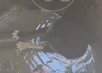 В Краснодаре спасли упавшую в открытый люк собаку