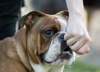 Волонтеры на Кубани вырвали собаку из ада жестокой хозяйки