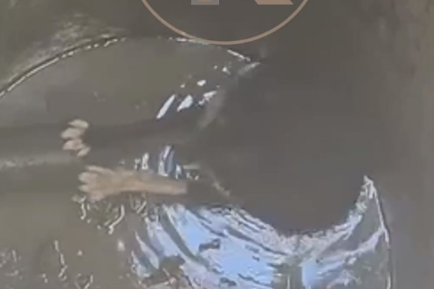 В Краснодаре спасли упавшую в открытый люк собаку