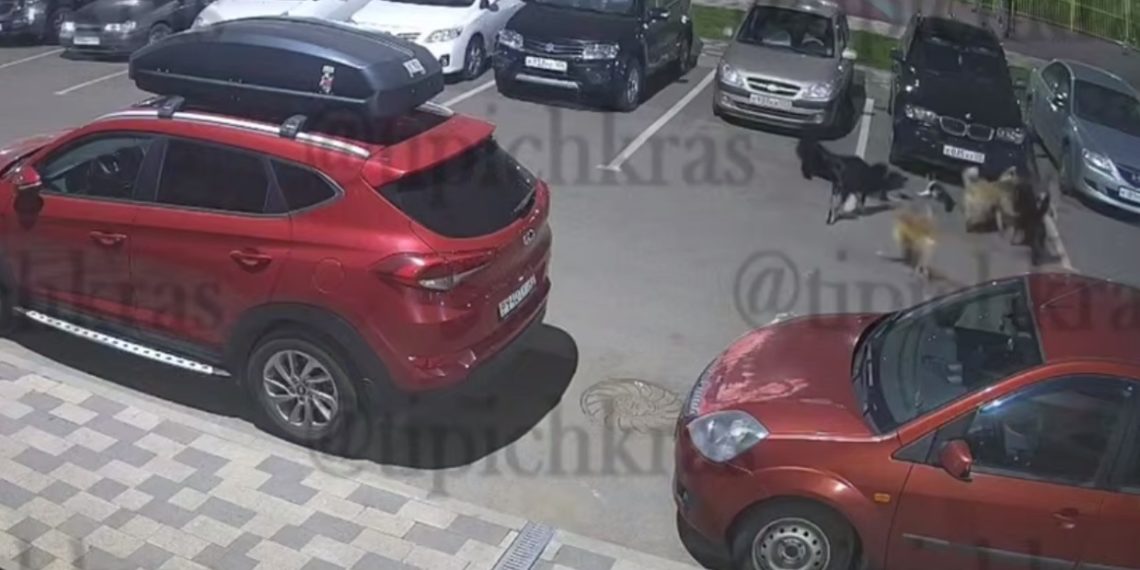 В Краснодаре стая бродячих собак растерзала кошку