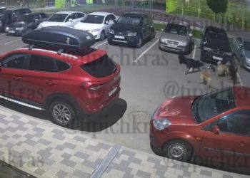 В Краснодаре стая бродячих собак растерзала кошку