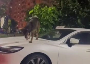 В Краснодаре собаки бродят по припаркованным авто