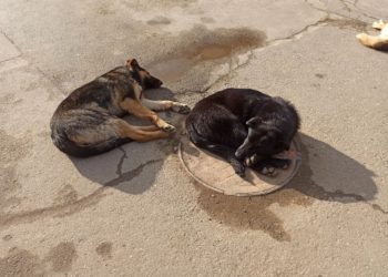 В Краснодаре разгорается спор из-за выгула собак