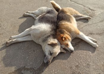 В Сочи расширят муниципальный приют для бездомных животных