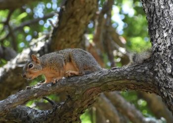 В Сочи создадут четыре новых заповедных зоны в 2025 году