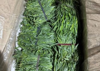 В аэропорту Сочи в партии свежего тархуна из Армении обнаружен опасный вредитель